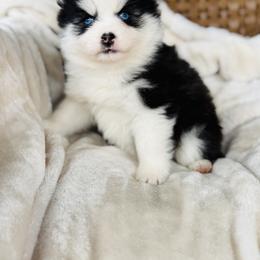 Girlie - Black and white female Pomsky puppy in Yavapai County, Arizona from Pawsh Pomskies