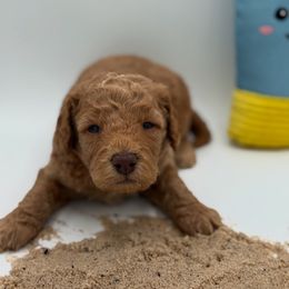 Tide - Apricot male Poodle puppy in Southampton, New Jersey from Lavishly Loved Pets LLC