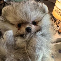 Toby - Cream sable male Pomeranian puppy in North Port, Florida from POMRITA POM’S