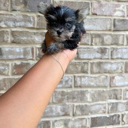 Girl 3 - Black and tan female Yorkshire Terrier puppy in Mobile, Alabama from Ace of Spades Yorkies