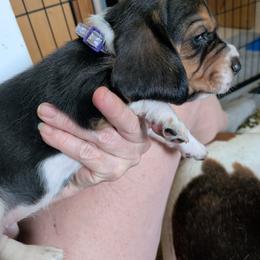 Pansy - Black white and brown female Basset Hound puppy in Clio, Michigan from Nancy's Basset Hounds
