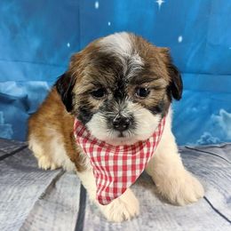 Bichon Frises, Shichons, and Shih Tzus from IDREAMOFPUPPIES