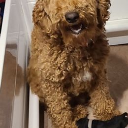Aussiedoodles and Poodles from La-di-da doodles