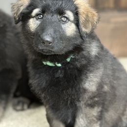 Shiloh Shepherd Puppies from Echo Shilohs