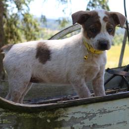 Strawberry - Red mottled female Australian Cattle Dog puppy in Willamina, Oregon from Cherished Chihuahuas