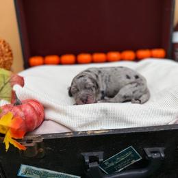 Crystal - Blue merle female Sheepadoodle puppy in Willacoochee, Georgia from Kitandkboodle's Doodles