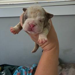 Boy 7 - Fawn and white male Bulldog puppy in Hobe Sound, Florida from Amanda’s Bullies
