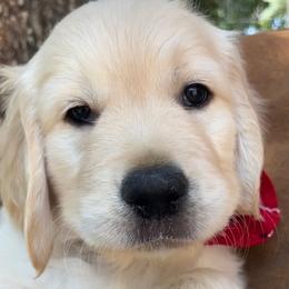 Red Boy - Light golden male Golden Retriever puppy in Drake, Colorado from Storm Mountain Goldens
