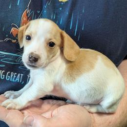 6 Rose - Piebald female Dachshund puppy in Central Point, Oregon from MRS Long Dog Ranch