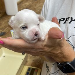 Cavapoochon, Maltese, Maltipoo, Morkie, Yorkipoo, and Yorkshire Terrier Puppies from MC Kennels