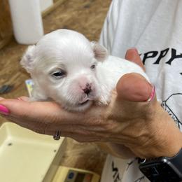 Cavapoochon, Maltese, Maltipoo, Morkie, Yorkipoo, and Yorkshire Terrier Puppies from MC Kennels