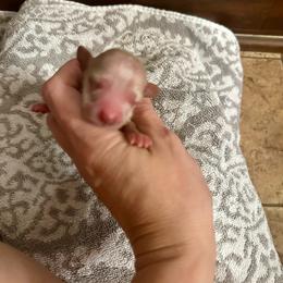 Happy - Cream male Dachshund puppy in Atwood, Oklahoma from Holder’s Doxie Farm