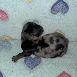 Dachshund Puppies from Dachshund Dad