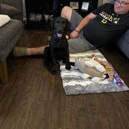 Dilute Retriever and Labrador Retriever Puppies from Royalty Retrievers
