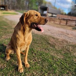 Seeker - Labrador Retriever