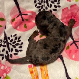Tail Dapple Boy - Dapple male Dachshund puppy in Red Bud, Illinois from Midwest Miniature Dachshunds