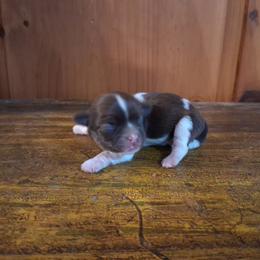 Korey - Chocolate male Havanese puppy in Terrell, Texas from Ashley Nicole Ranch