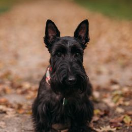 Benelli - Scottish Terrier