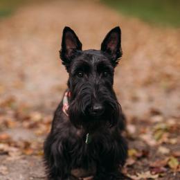 Benelli - Scottish Terrier