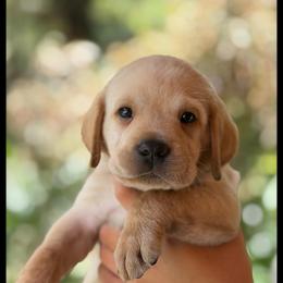 Black - Yellow male Labrador Retriever puppy in Palm Beach County, Florida from Griffin Royal Labs