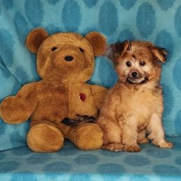 Puppy Boy Jackson - Gold male Yorkshire Terrier puppy in Sequim, Washington from Spirit Valley Family