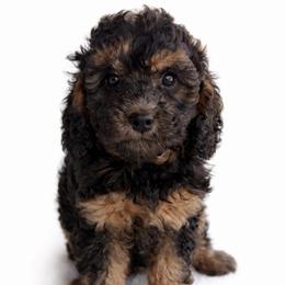 Lilly - Black and tan female Cavapoo puppy in Warrensburg, Missouri from Supreme Doodles