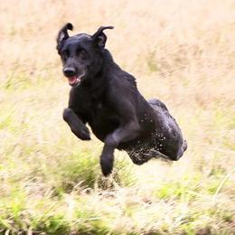 Labrador Retrievers from Shelby's Labrador Retrievers
