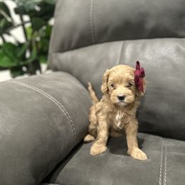 Cavapoo Puppies from ParkeLane_doodles