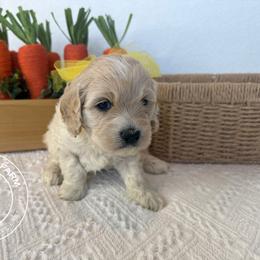 Finnegan - Merle male Cavapoo puppy in Fayetteville, Arkansas from Silver Hill Farm