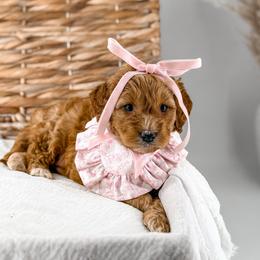 Hattie's Last Chapter- Story - Apricot female Goldendoodle puppy in Russell Springs, Kentucky from Milk & Honey Doodles