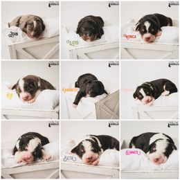 Bernedoodle Puppies from Country Creek Doodles