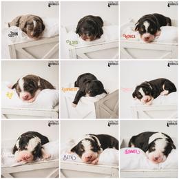 Bernedoodle Puppies from Country Creek Doodles
