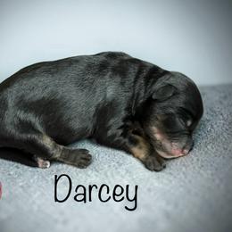 3 Darcey - Black and white female Schnoodle puppy in Saint Augustine, Florida from Gunnie Luv, LLC