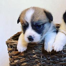 Pembroke Welsh Corgis from Thistle Bee Awesome Corgi's