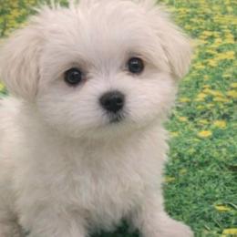 Cadbury - White male Maltese puppy in North Myrtle Beach, South Carolina from Perfect Puppies