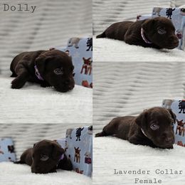 Dolly - Chocolate female Labrador Retriever puppy in Boyd, Minnesota from Lindley Labradors