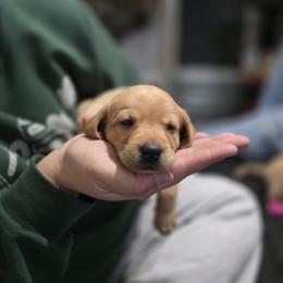 Girl 3 - Yellow female Labrador Retriever puppy in Grand Rivers, Kentucky from Big Water Dreams Retrievers