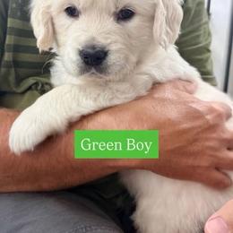 Boy Pick 4 - Light golden male Golden Retriever puppy in Waterloo, Indiana from All 4 Paws of Pheasant Run
