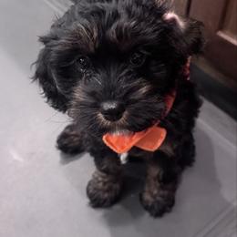 Cavapoo Puppies from Panda Puppies