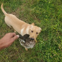 Labrador Retriever Puppies from Sycamore Kennels