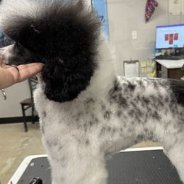 Cockapoos, Goldendoodles, and Poodles from Painted Rose Poodles and Doodles