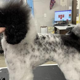 Cockapoos, Goldendoodles, and Poodles from Painted Rose Poodles and Doodles