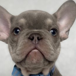 French Bulldogs and Yorkshire Terriers from Puppy Love AZ LLC