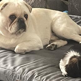 Dachshund Puppies from Hobby Horse Homestead