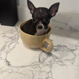 Miniture Mr Black charting 3-4 lb 3900 - Black and white male Chihuahua puppy in Las Vegas, Nevada from Quality Poms Chihuahua Yorkies of Las vegas