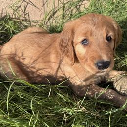 Coffee - Dark golden female Golden Retriever puppy in Artesia, California from Journey Bound Goldens