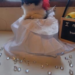 Pomeranian Puppies from Fancy Paws Pomeranians