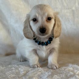 Bandit - Cream male Dachshund puppy in Lincoln, Arkansas from Red Dirt Dachshunds