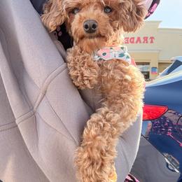 Regan - Poodle