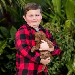 Goldendoodle Puppies from Cooley Doodles